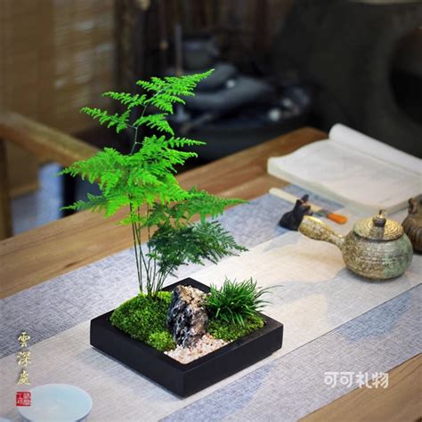 送盆栽意思|7种适合送人的“植物”，它们寓意都好，而且越养越值钱